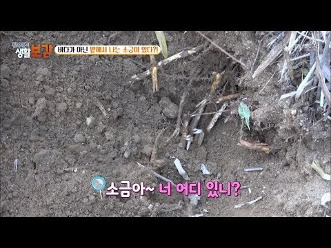 소금이 바다가 아니라 밭에서 난다? [황수경의 생활보감] 38회 20171223