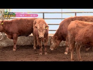 허리디스크를 잡아준 게 소 무릎을 달인 물...?! [정보통 광화문 640] 99회 20171226