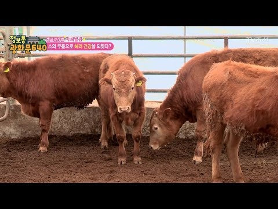 허리디스크를 잡아준 게 소 무릎을 달인 물...?! [정보통 광화문 640] 99회...