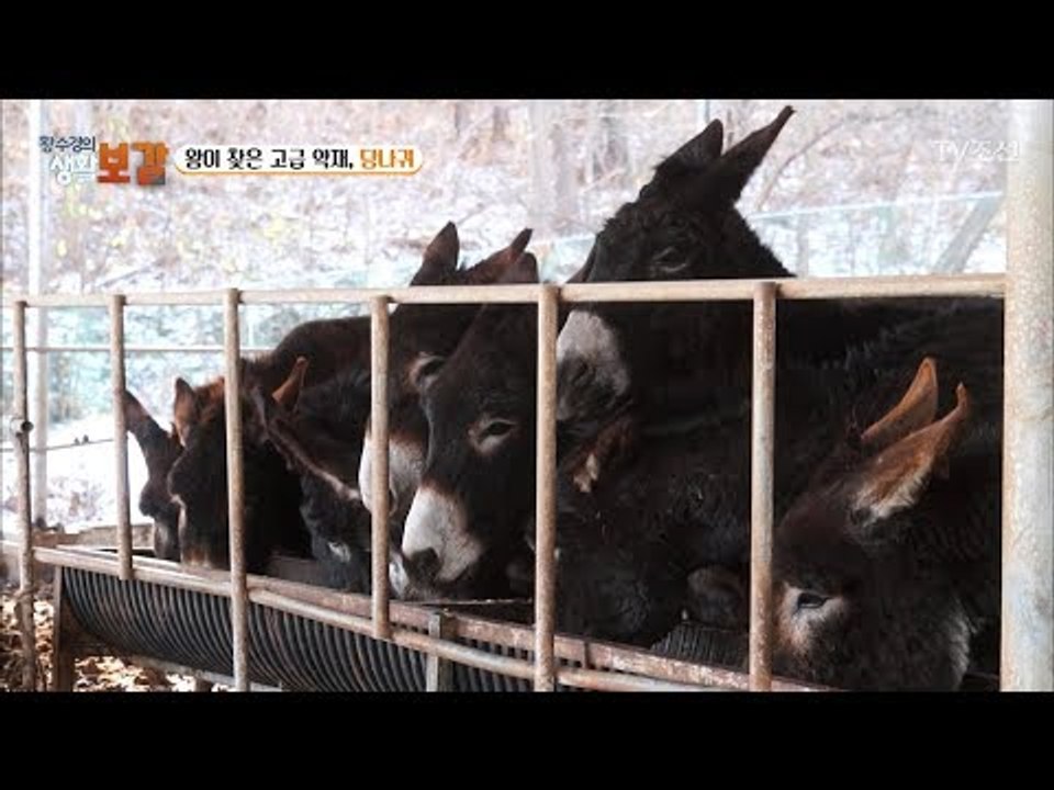 당나귀가 고급 약재로 쓰인다? [황수경의 생활보감] 38회 20171223