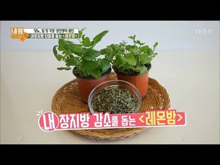 내장지방 빼주는 완벽한 식물 ‘레몬밤’ [내 몸 사용설명서] 188회 20180119