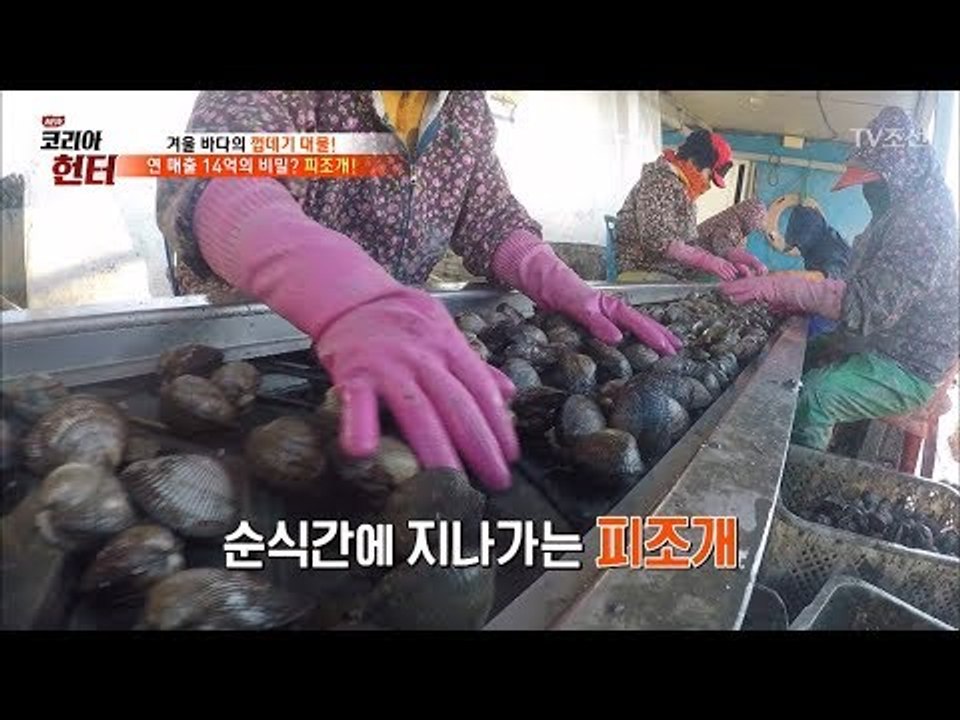 미친 속도, 피조개를 선별하는 달인들의 ‘매의 눈’ [뉴 코리아 헌터] 84회 201...