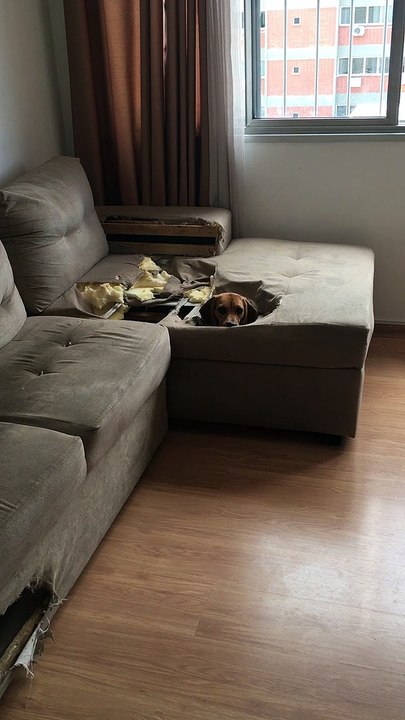 Adorable Beagle Completely Destroys Couch
