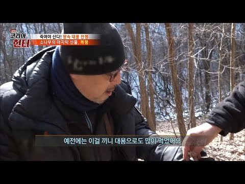 고된 산행, 복령을 찾은 헌터! 이병진 입 안으로 쏙! [뉴 코리아 헌터] 85회 20180115