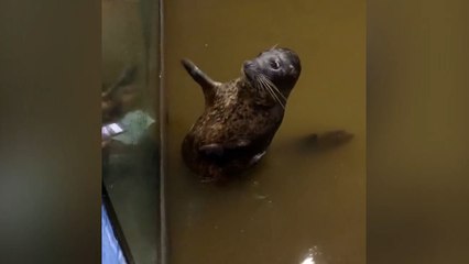 Un phoque se tape le ventre pour réclamer à manger !