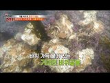 바다에 숨어있는 ‘바위굴’의 향연! [뉴 코리아 헌터] 84회 20180108