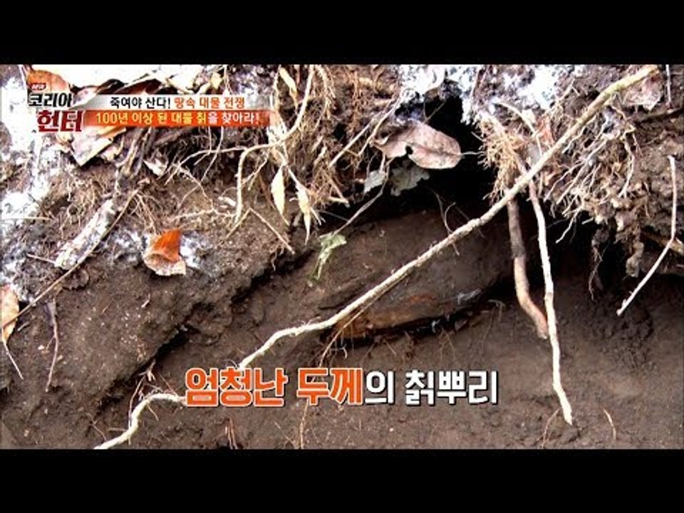 드디어 만났다! 눈을 의심하게 하는 크기의 대물 칡뿌리! [뉴 코리아 헌터] 85회...
