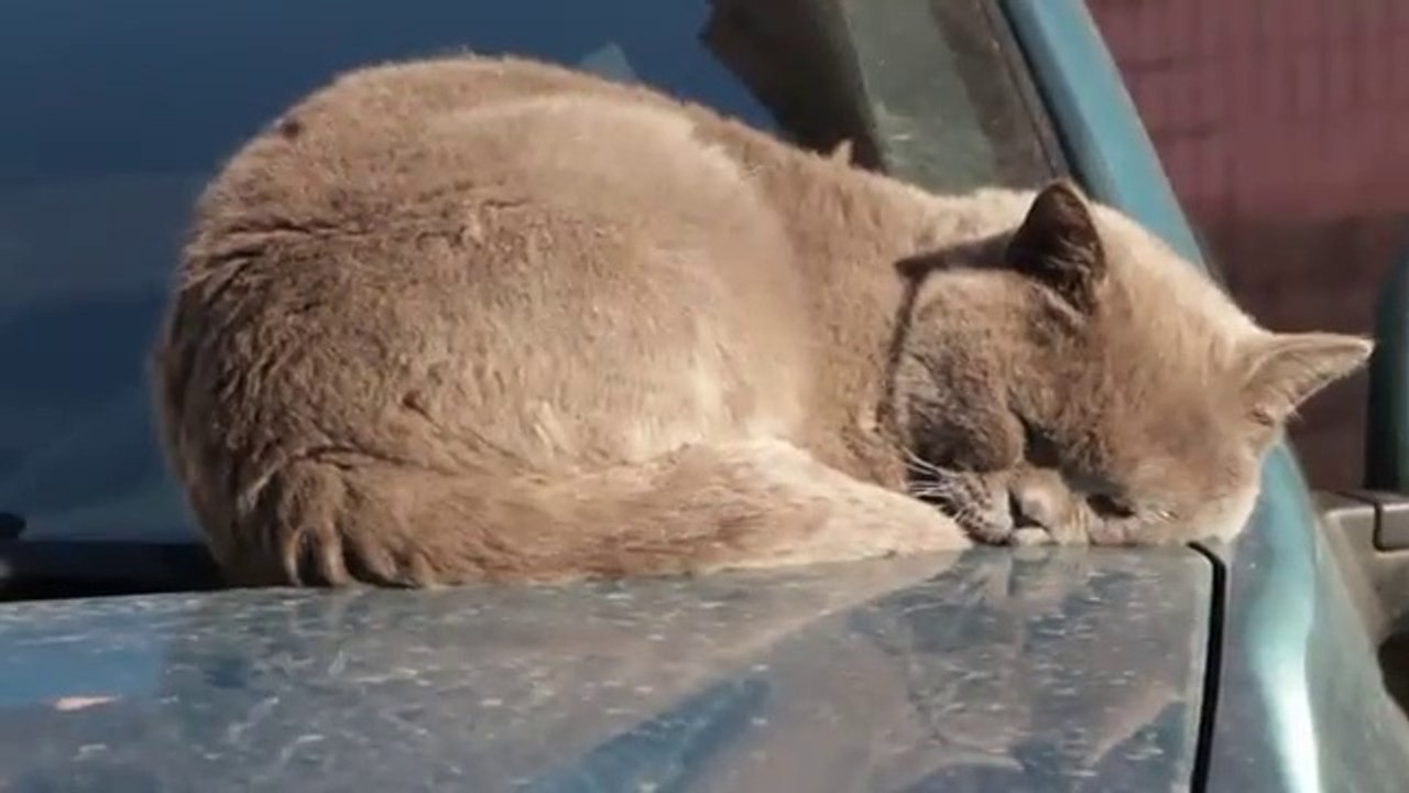 watch funny cats