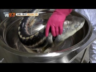 철갑상어를 통째로 넣고 끓이는 철갑상어 진액! [황수경의 생활보감] 41회 20180113