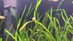 Sea Snail Floats on Leaf in Fish Tank