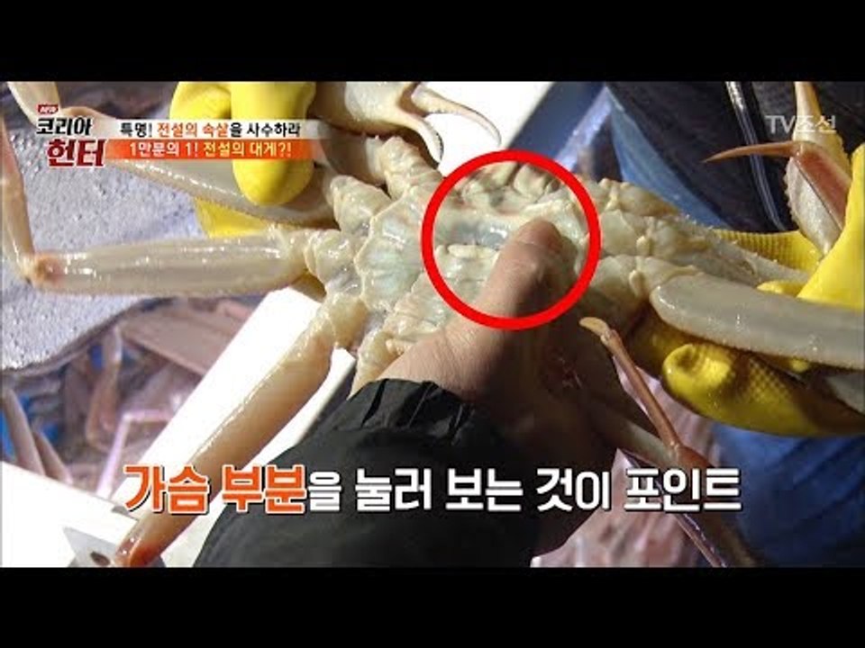 맛있는 대게는 이렇게! 초보자도 구별하기 쉬운 좋은 대게 고르는 법 [뉴 코리아 헌터...