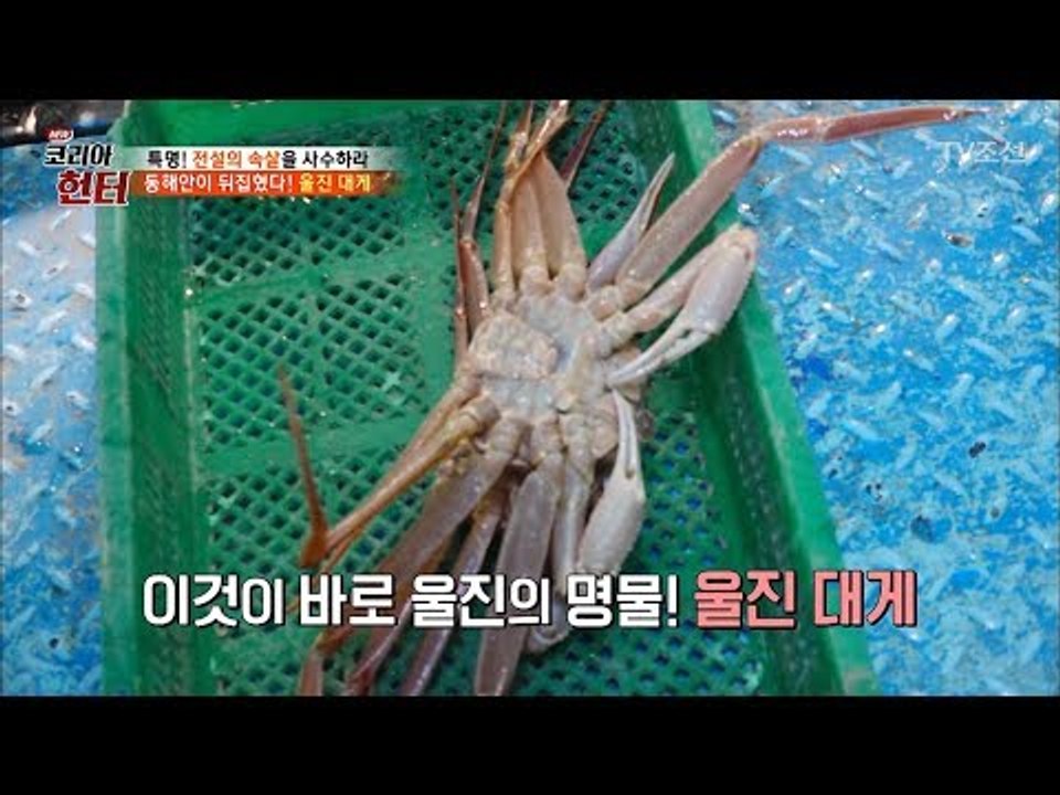 대게 중에도 되게 맛있다는 ‘울진 대게’ [뉴 코리아 헌터] 91회 20180226