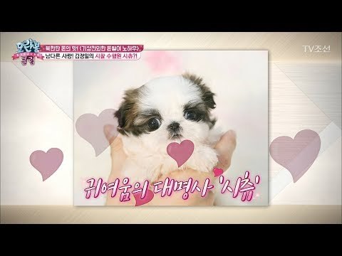 김정일의 남다른 ‘시츄’ 사랑! [모란봉 클럽] 125회 20180206