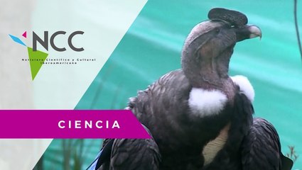 El cóndor, rey de los andes, en peligro