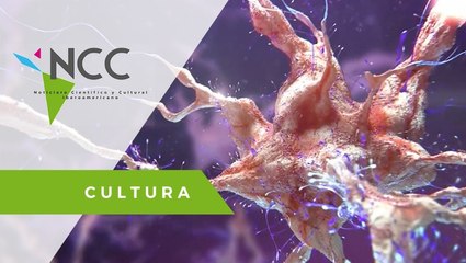 Confirmado: el cerebro humano adulto no produce nuevas neuronas