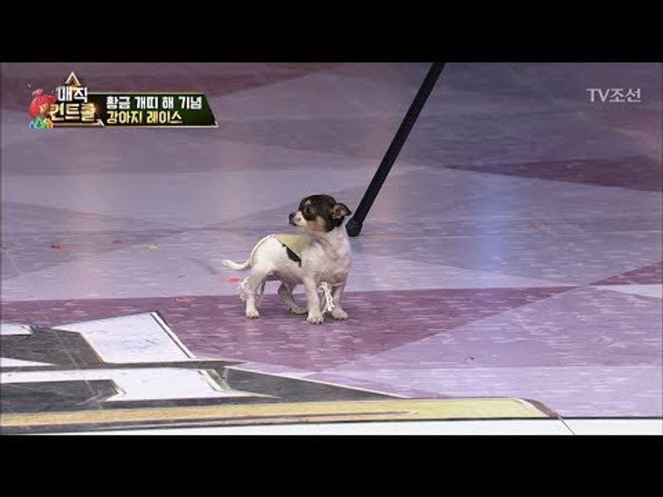 [살인적 귀여움] 레이스에 집중 못하는 아기 강아지들 [매직 컨트롤 설특집] 13회...