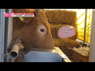 내 생명, 자식 같은 소를 위해 난로 설치! [엄마의 봄날] 128회 20180218