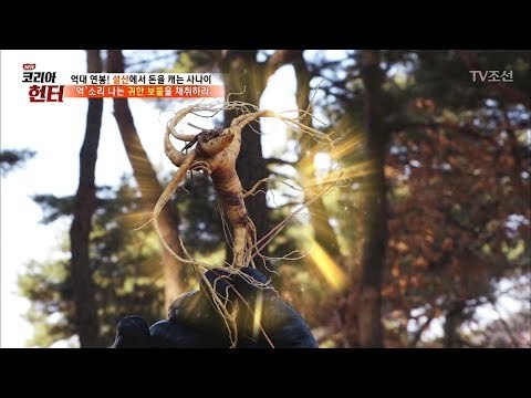 ‘억’ 소리 나는 귀한 보물, 산삼을 채취하라! [뉴 코리아 헌터] 90회 20180219