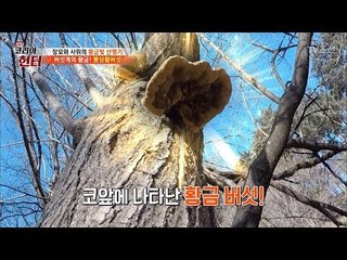 기분이 째진다~ 보기만 해도 엔도르핀이 도는 ‘뽕상황버섯’ [뉴 코리아 헌터] 92회 20180305