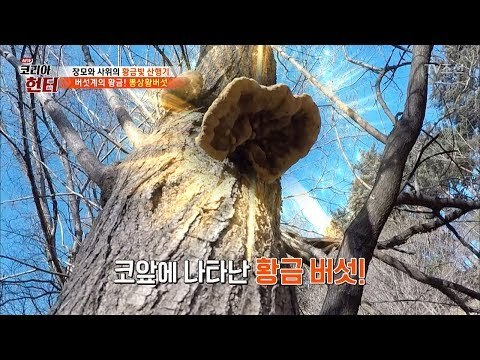 기분이 째진다~ 보기만 해도 엔도르핀이 도는 ‘뽕상황버섯’ [뉴 코리아 헌터] 92회 20180305