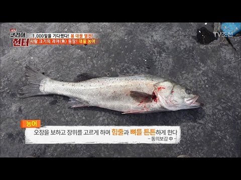 사람 크기의 괴어! 대물 농어의 비밀은? [뉴 코리아 헌터] 96회 20180402