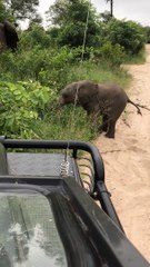Elephant Calf Comes Over to Play