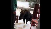 Curious Moose Stops by House for Meal