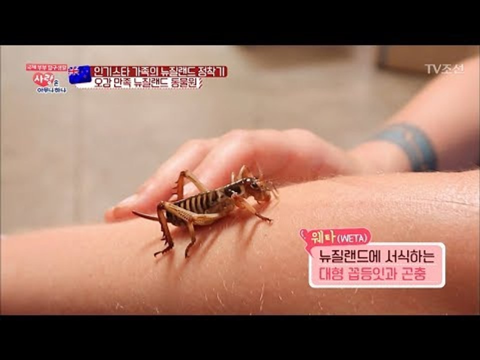 충격! 뉴질랜드에서만 볼 수 있는 거대 꼽등이! [사랑은 아무나 하나] 26회 201...