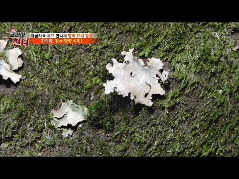 돌에 붙어있는 이게 이끼가 아니라 석이버섯...?! [뉴 코리아 헌터] 93회 20180312