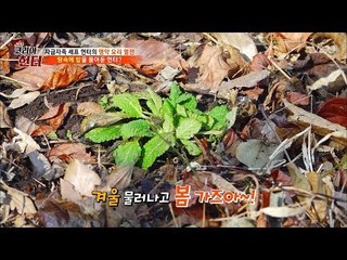 헌터가 말하는 오늘의 아침밥은 땅 속에 묻힌 배추...?! [뉴 코리아 헌터] 93회 20180312
