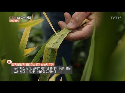 딸기밭에 보리가?! 딸기 바보가 알려주는 유기농 TIP! [CSI 소비자 탐사대 18회] 20180401