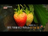 정말 달고 맛있어요! 땅의 기운을 받은 유기농딸기! [CSI 소비자 탐사대 18회] 20180401