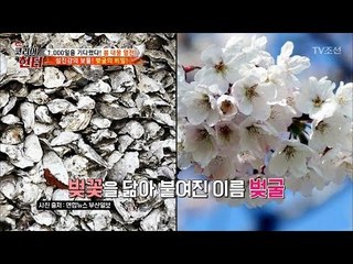 [봄바람 휘날리며~] 벚굴의 비밀은? [뉴 코리아 헌터] 96회 20180402