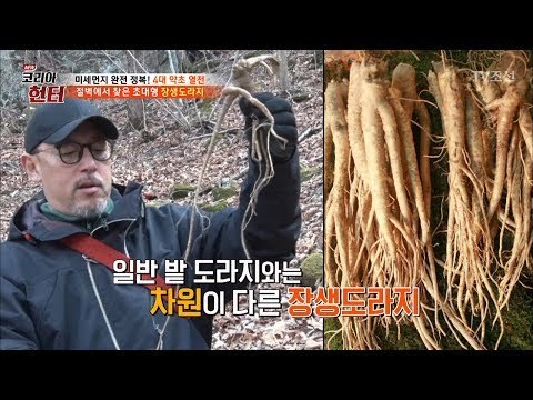 일반 도라지와 차원이 다른 크기! ‘장생도라지’ [뉴 코리아 헌터] 99회 20180423