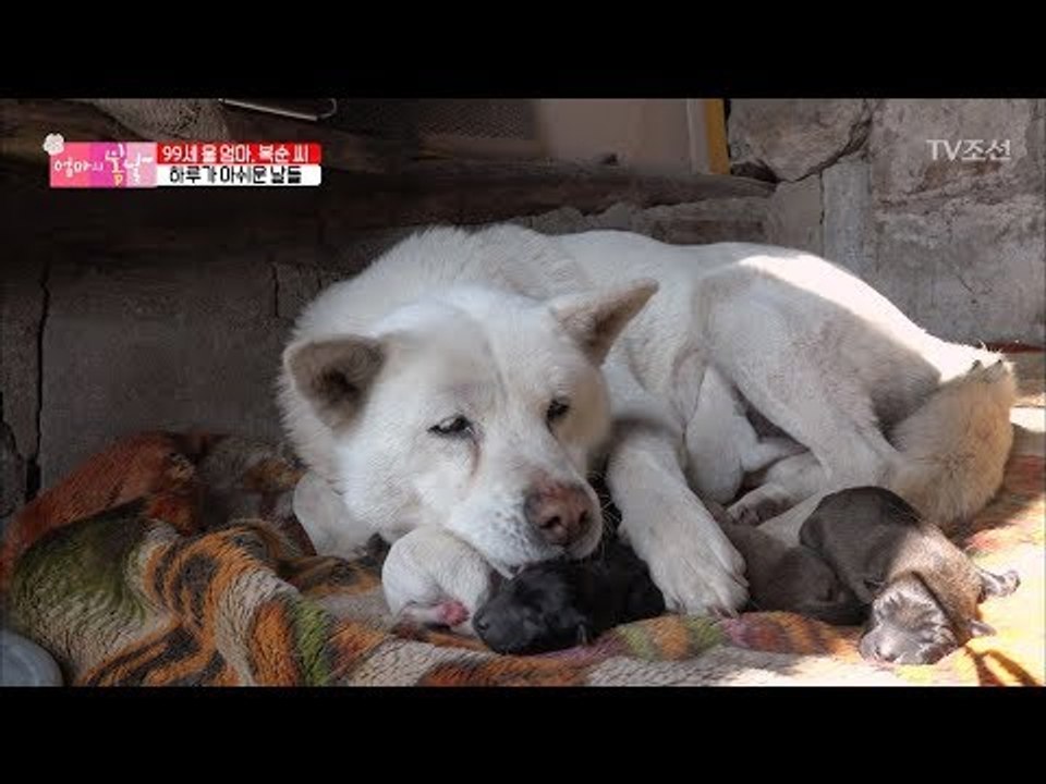 새끼를 데려가자 엄마 강아지가 보인 놀라운 행동! [엄마의 봄날] 135회 20180415