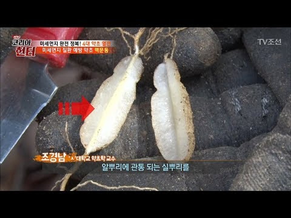 미세먼지 질환 예방 약초! 생명력이 강한 ‘맥문동’ [뉴 코리아 헌터] 99회 201...