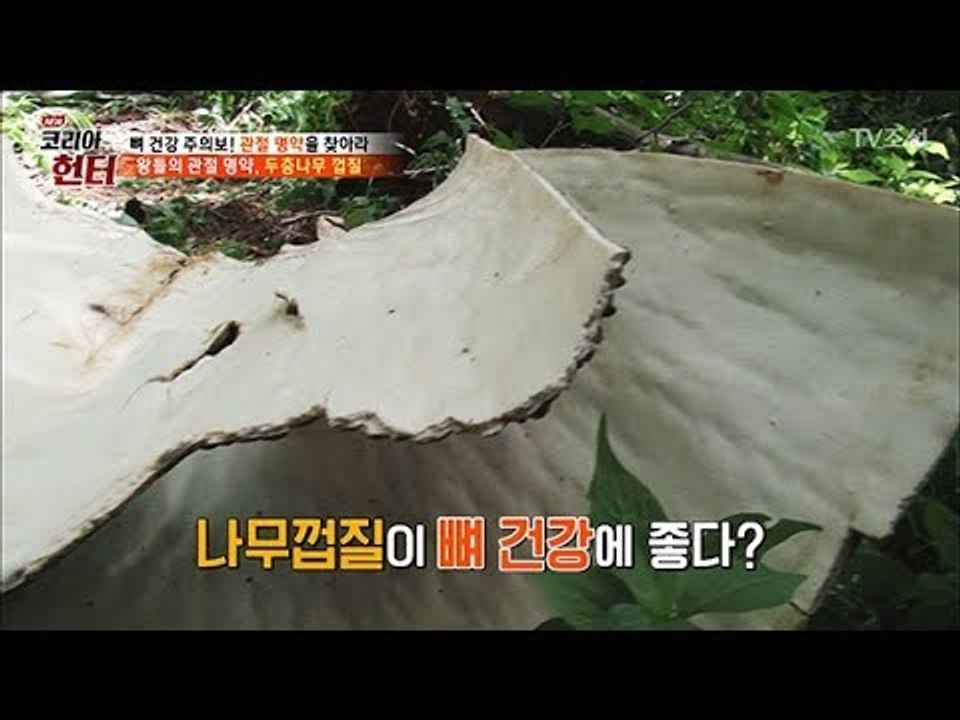 왕들의 관절 명약, 두충나무 껍질이 뼈 건강에 좋다? [뉴 코리아 헌터] 104회 2...