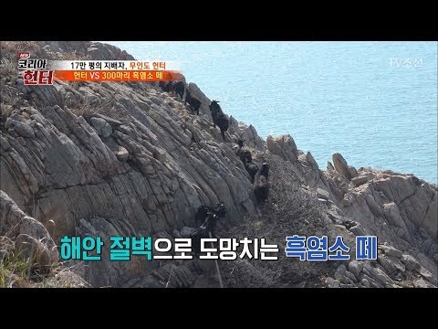 흑염소 300마리를 이긴 무인도 남자...그는 이 섬의 지배자... [뉴 코리아 헌터] 101회 20180507