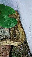 Snake at home!!! in Mumbai