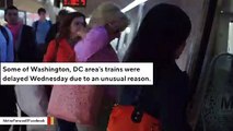 An Injured Bald Eagle Was Rescued From DC Train Tracks