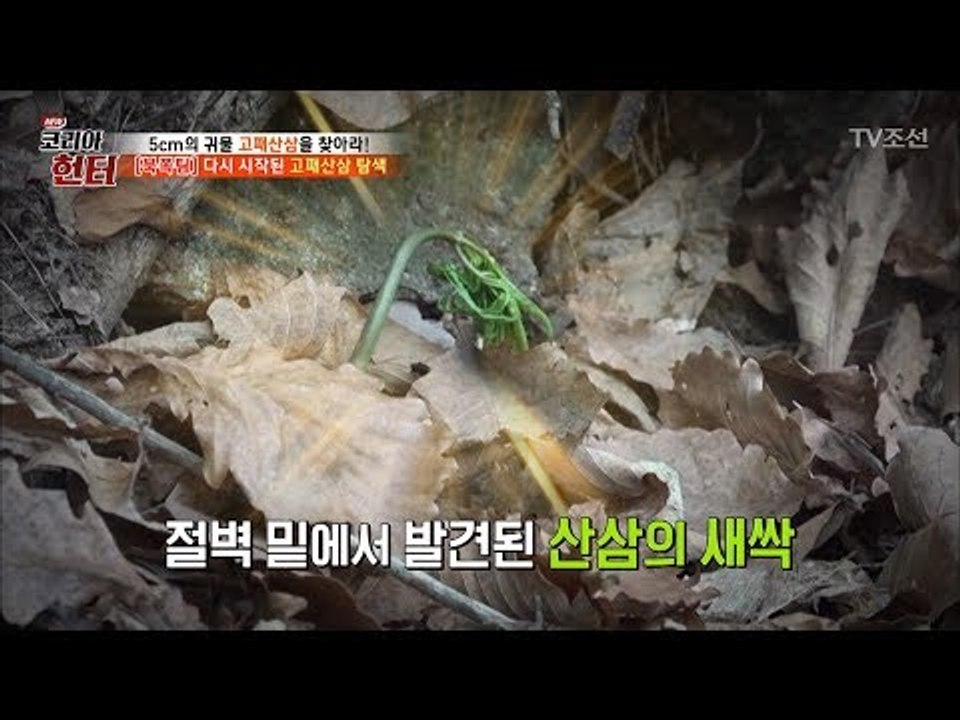 드디어 발견?! 절벽 밑에서 발견된 산삼의 새싹! [뉴 코리아 헌터] 102회 201...