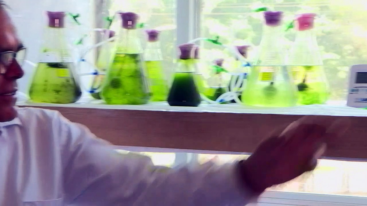 Microalgas no combate à poluição