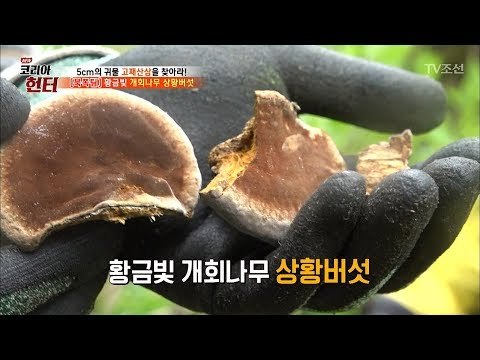 헌터의 ‘맨발 투혼’ 개회나무 상황버섯 채취! [뉴 코리아 헌터] 102회 20180514