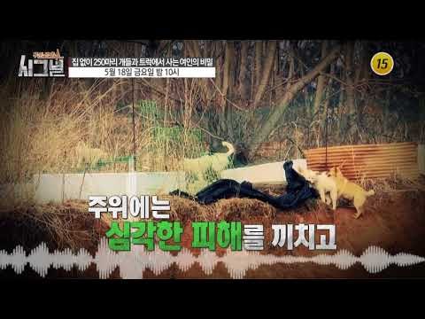 집없이 250마리 개들과 트럭에서 사는 여인의 비밀_시그널 25회 예고