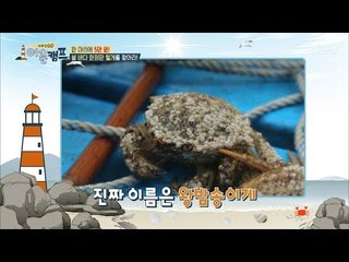 남해에 핀 꽃?! 털게의 정체는 무엇? [장화신GO 어촌캠프] 3회 20180518