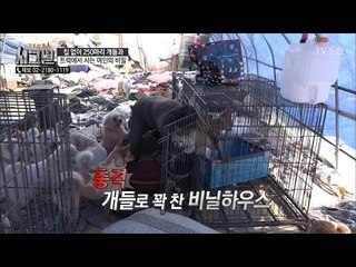 충격! 농작물이 아닌 개들로 꽉 찬 비닐하우스?! [시그널] 25회 20180518