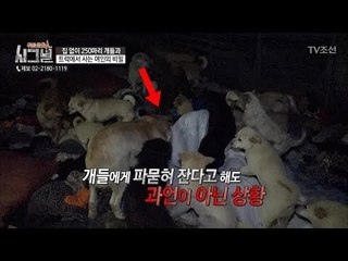 무려 20여 년간 개들에게 파묻혀 자는 상황! [시그널] 25회 20180518