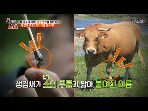 무릎 아픈 사람들! ‘이것’ 먹으면 바로 낫는다?! [뉴 코리아 헌터] 104회 20180528