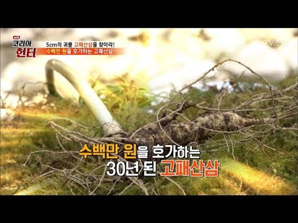 수백만 원을 호가한다?! 30년 된 ‘고패산삼’ [뉴 코리아 헌터] 102회 2018...