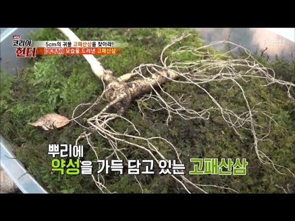 드디어 완전한 모습을 드러낸 고패산삼! [뉴 코리아 헌터] 102회 20180514